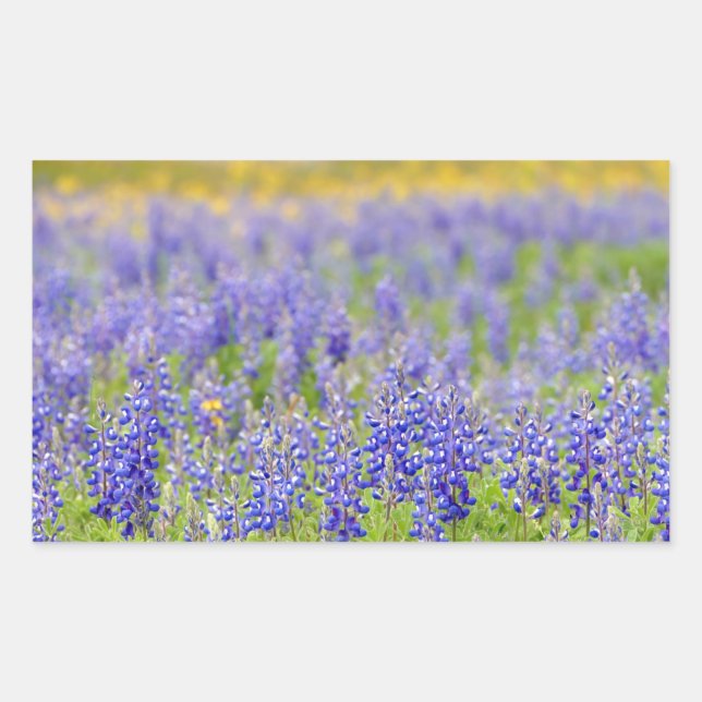 Texas Bluebonnets Sticker (Front)
