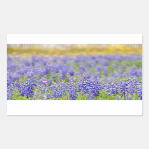 Texas Bluebonnets Sticker