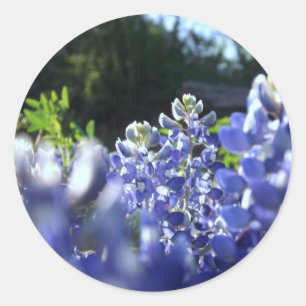 Texas Bluebonnets Sticker