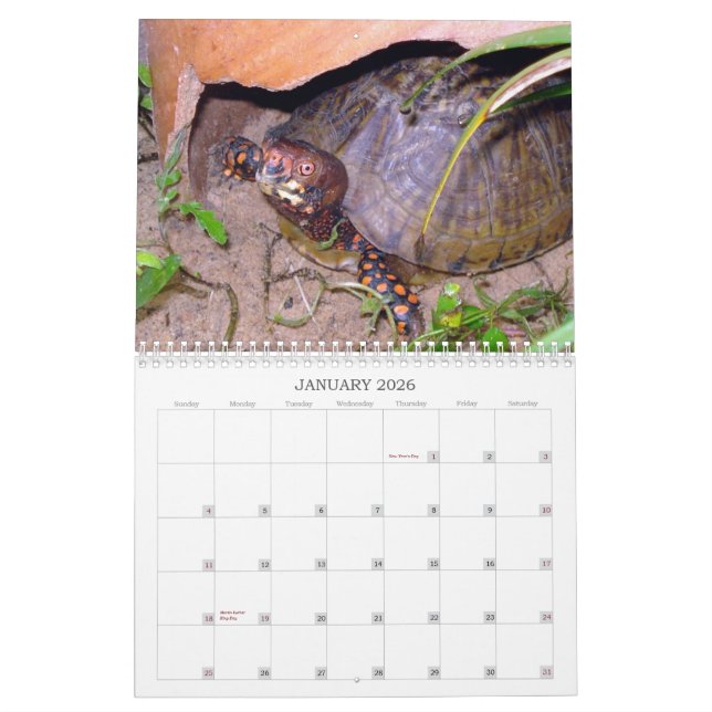 Texas Box Turtle Calendar (Jan 2026)