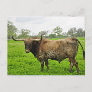 Texas Burnt Orange Longhorn Steer Postcard