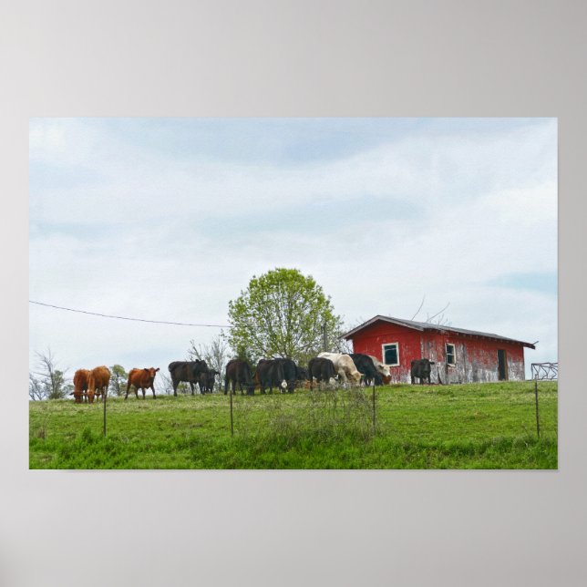 Texas Cattle and Old Red Barn Poster (Front)