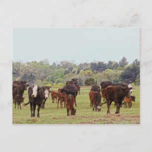 Texas Cattle Postcard