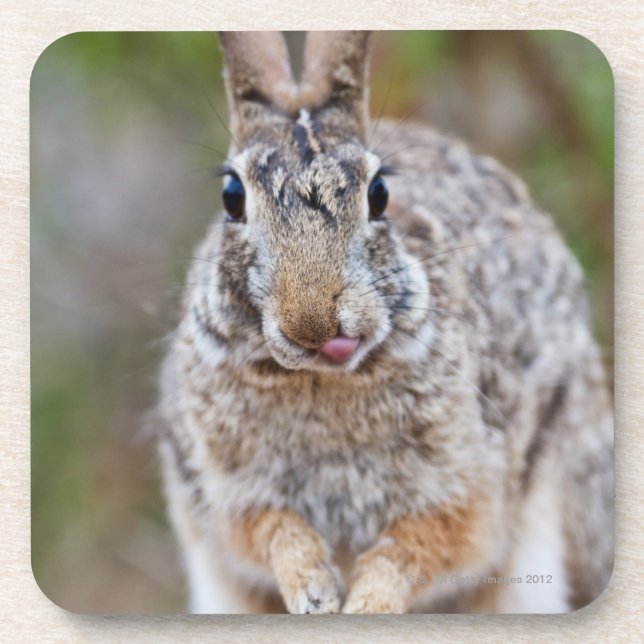 Texas cottontail rabbit coaster (Front)