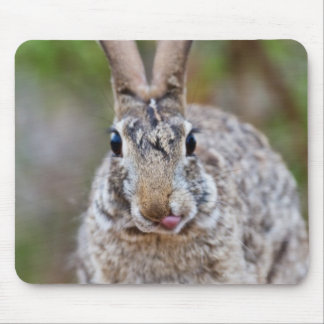 Texas cottontail rabbit mouse pad