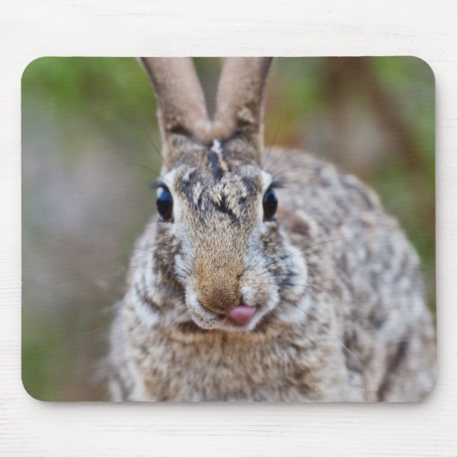 Texas cottontail rabbit mouse pad (Front)