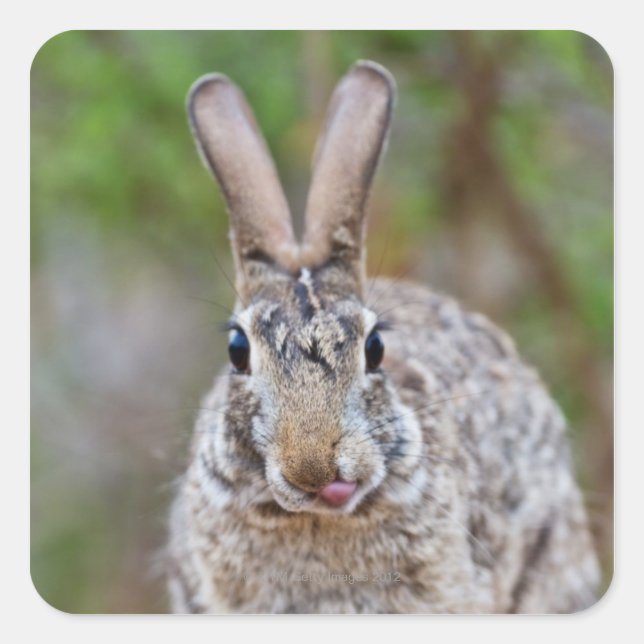 Texas cottontail rabbit square sticker (Front)