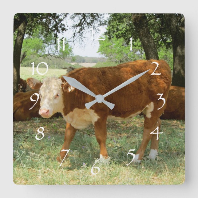 Texas Cow Landscape Square Wall Clock (Front)