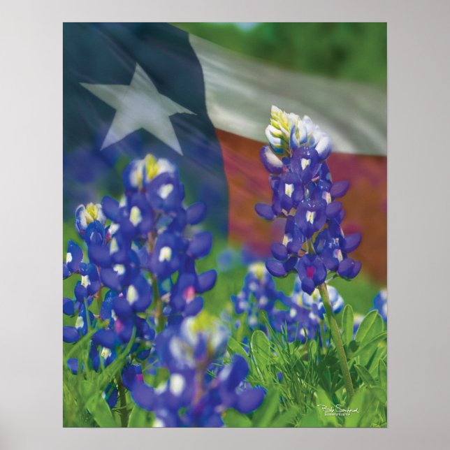 Texas flag bluebonnets poster (Front)