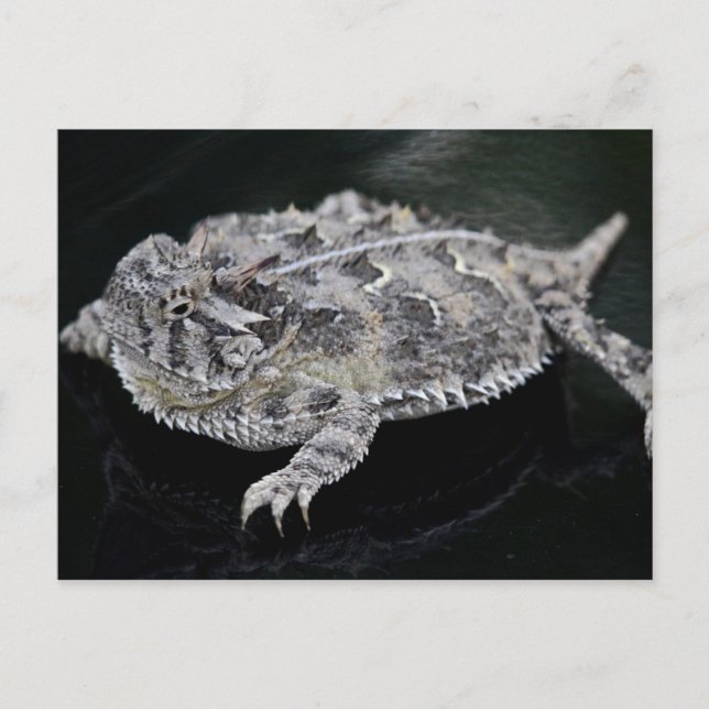 Texas Horned Lizard - Texas State Reptile Postcard (Front)