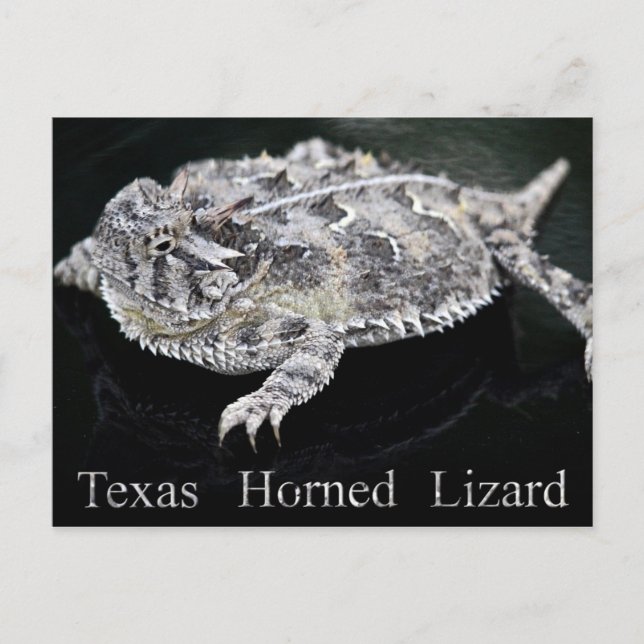Texas Horned Lizard - Texas State Reptile Postcard (Front)