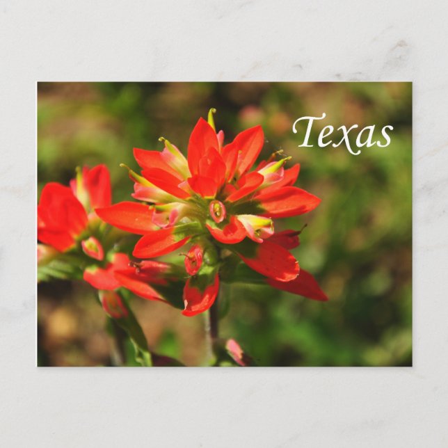Texas Indian Paintbrush Wildflower Postcard (Front)