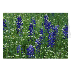 Texas, lac Buchanan. Bluebonnet et sauvage du Texa