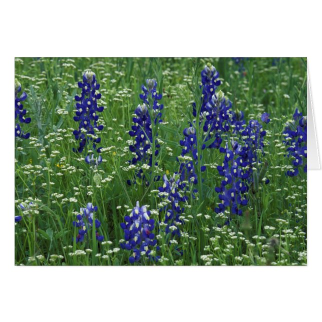 Texas, Lac Buchanan. Texas Bluebonnet et Wild (Devant horizontal)