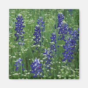 Texas, Lake Buchanan. Texas Bluebonnet and Wild Magnet