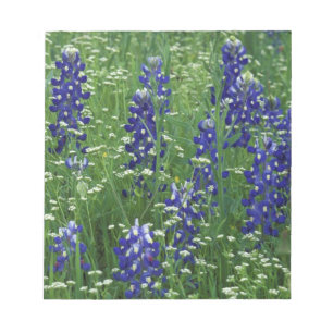 Texas, Lake Buchanan. Texas Bluebonnet and Wild Notepad