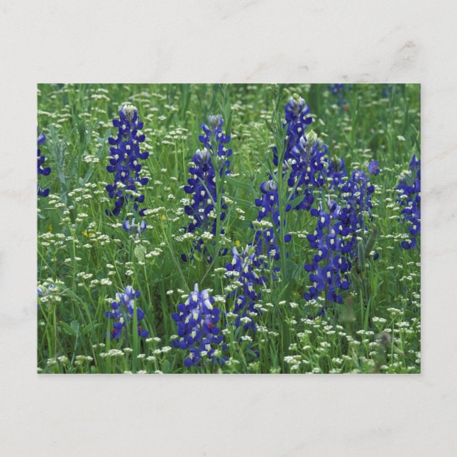 Texas, Lake Buchanan. Texas Bluebonnet and Wild Postcard (Front)