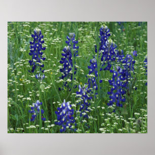 Texas, Lake Buchanan. Texas Bluebonnet and Wild Poster