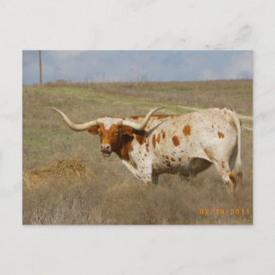 Texas Long Horn Postcard
