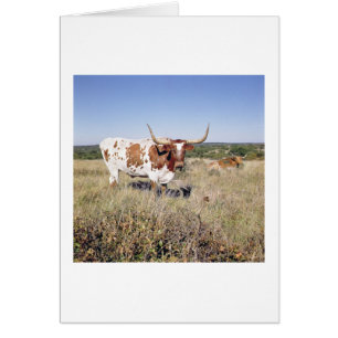 Texas Longhorn Breed (photo)