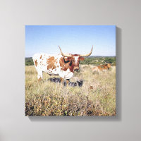 Texas Longhorn Breed (photo)