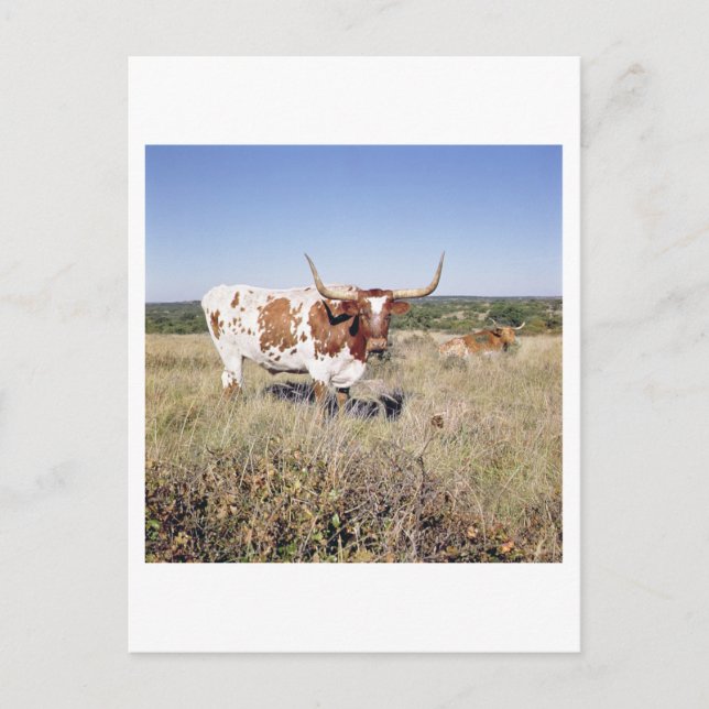 Texas Longhorn Breed (photo) Postcard (Front)