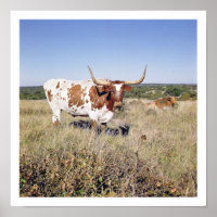 Texas Longhorn Breed (photo)