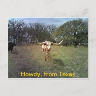 Texas Longhorn - Carte postale