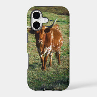 Texas Longhorn Cattle Cow  Photo Rustic