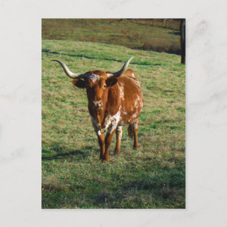 Texas Longhorn Cattle Cow Photo Rustic Postcard
