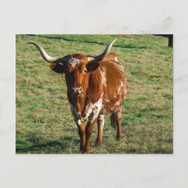 Texas Longhorn Cattle Cow  Photo Rustic Postcard (Front)