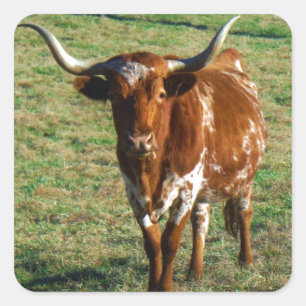 Texas Longhorn Cattle Cow  Photo Rustic Square Sticker