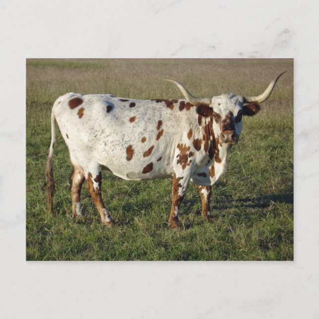 Texas Longhorn Cow Postcard (Front)
