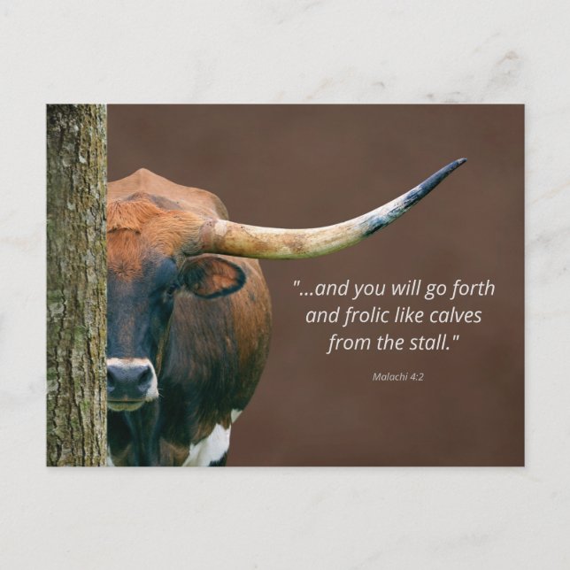 Texas Longhorn Cow Postcard - Easily Personalized (Front)