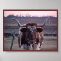 Texas Longhorn