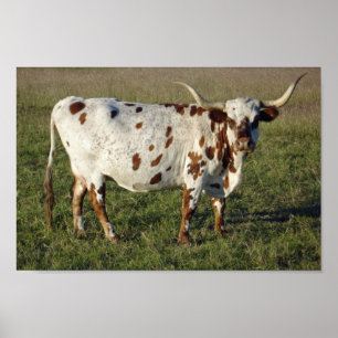 Texas Longhorn Poster