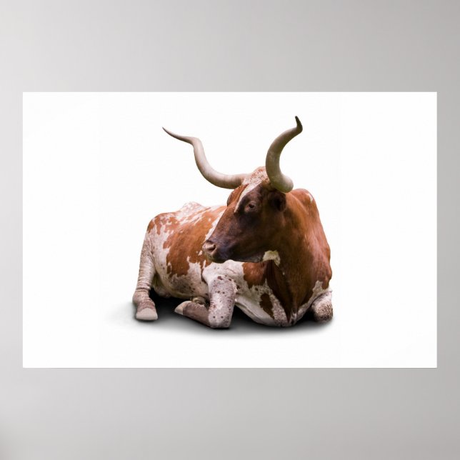 Texas Longhorn Poster Print (Front)