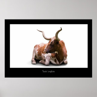 Texas Longhorn Poster Print