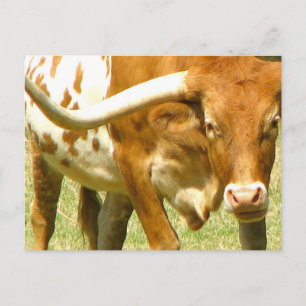 Texas Longhorn Up Close Postcard