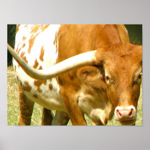 Texas Longhorn Up Close Poster