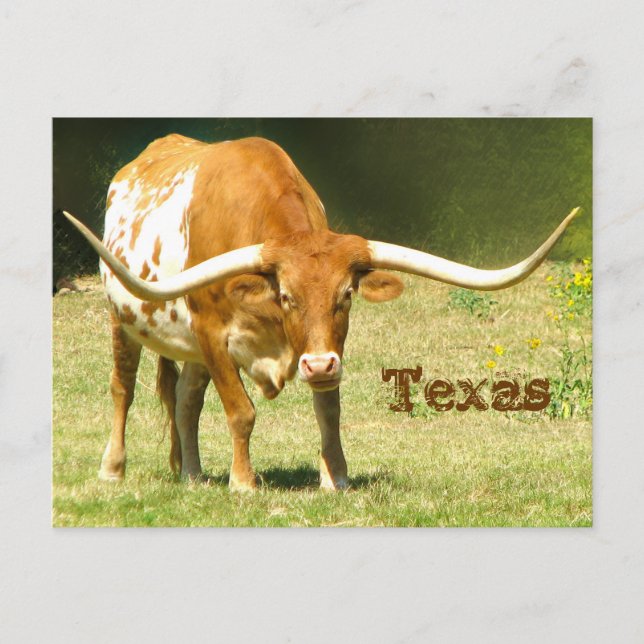 Texas Longhorn With Facts Postcard (Front)