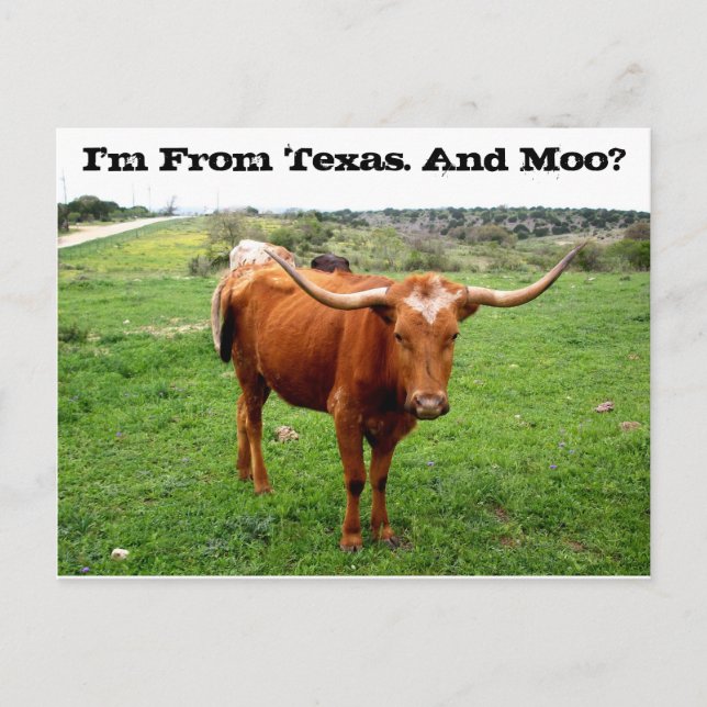 Texas Longhorn With Funny Texas Saying Postcard (Front)