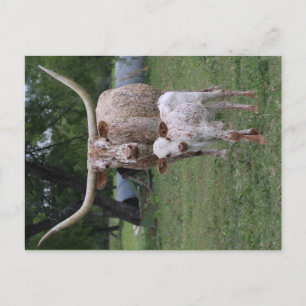 Texas Longhorns Postcard