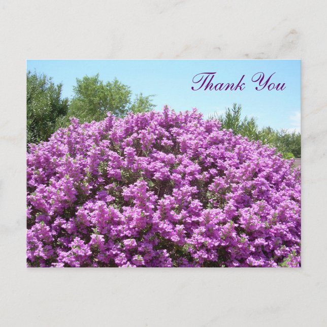 Texas Sage Thank You Postcard (Front)