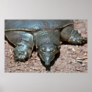 Texas spiny softshell turtle poster