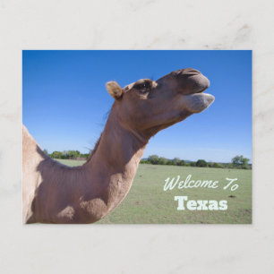 Texas State Postcard