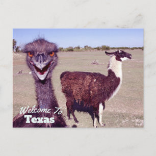 Texas State Postcard