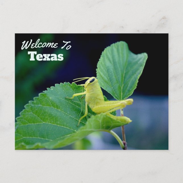 Texas State Postcard (Front)