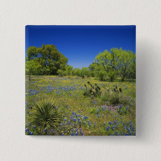 Texas, Texas Hill Country, Low bladderpod, 2 Inch Square Button (Front)