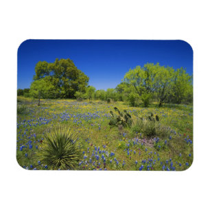 Texas, Texas Hill Country, Low bladderpod, Magnet